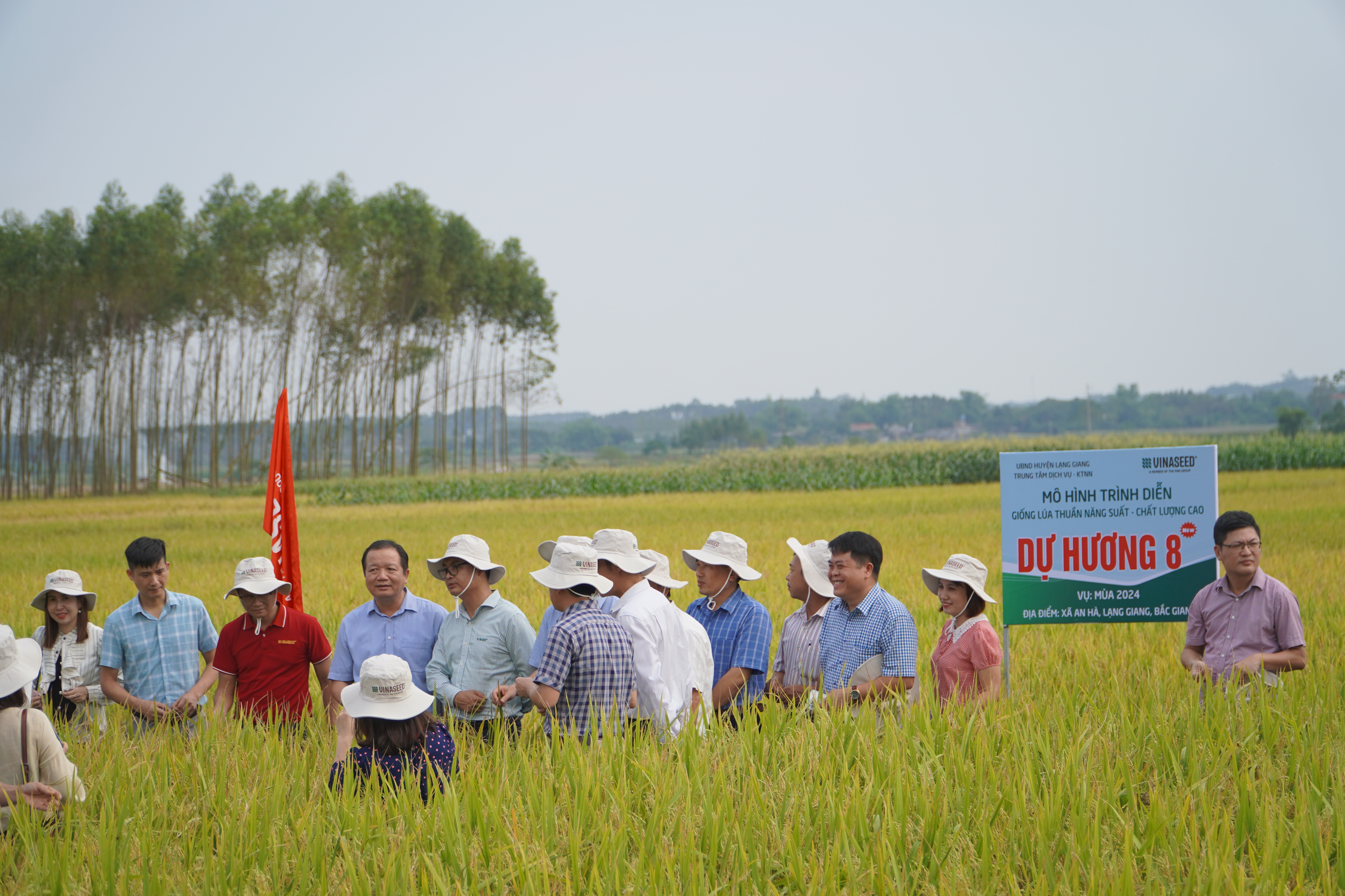 Lạng Giang: Hội nghị đầu bờ giống lúa thuần năng suất - chất lượng cao Dự hương 8 New